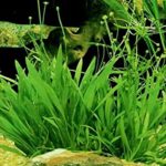 Submersed pot plants (10+ Nos mix)
