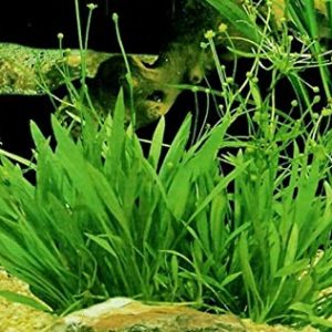 Submersed pot plants (10+ Nos mix)