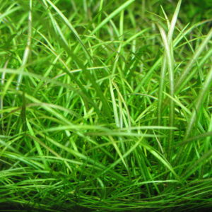 Submersed pot plants (100+ Nos mix)