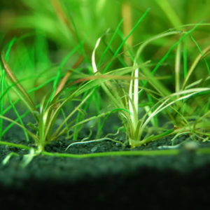 Emersed pot plants (10+ nos mix)