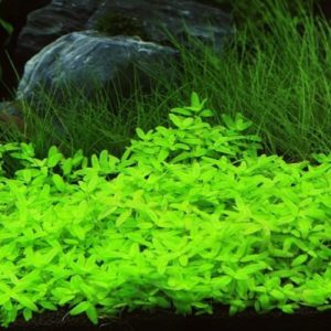 Emersed pot plants (50+ nos mix)