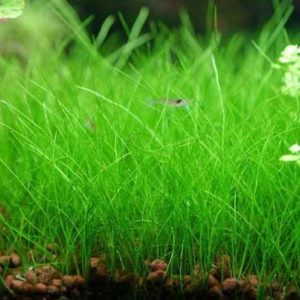 Emersed pot plants (300+ nos mix)