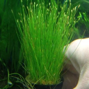 Submersed pot plants (50+ Nos mix)