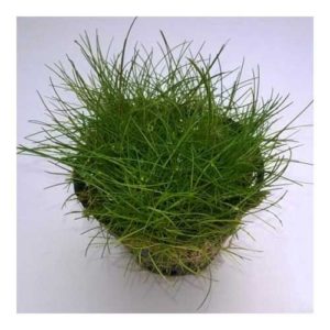 Emersed pot plants (100+ nos mix)