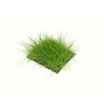Dwarf Hair grass -SS Pad