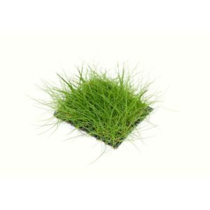 Dwarf Hair grass -SS Pad