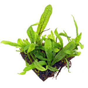 Dwarf Java fern -SS Pad