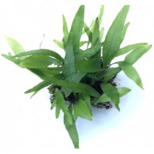 Java fern narrow leaf -SS Pad