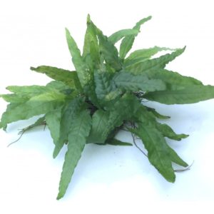 Java fern wrinkle leaf -SS Pad
