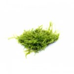 Java moss -SS pad