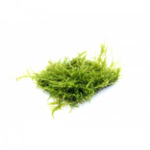 Java moss -SS pad