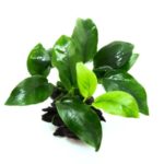 Anubias nana -Rock