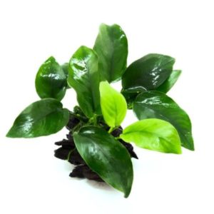 Anubias nana -Rock