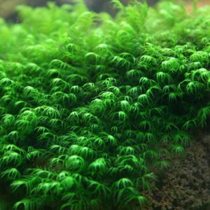 Windlov fern -Rock
