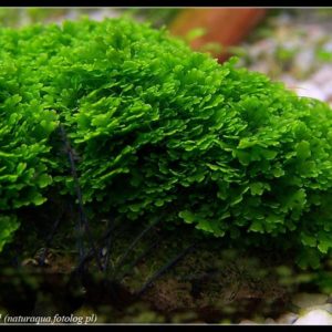 Pinnatifida -Rock