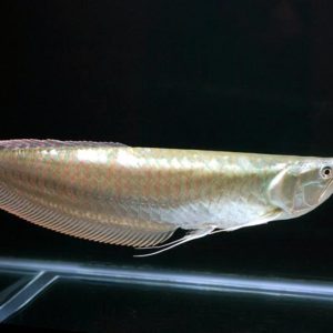 SILVER AROWANA
