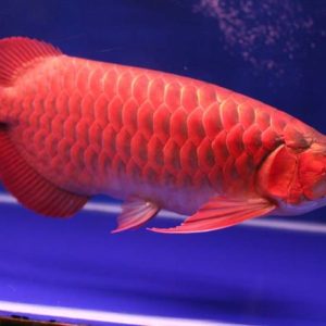 RED AROWANA