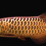 RED TAIL GOLDEN AROWANA