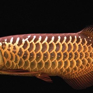 RED TAIL GOLDEN AROWANA