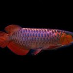 VIOLET FUSION AROWANA
