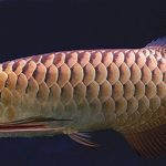 CROSSBACK GOLDEN AROWANA