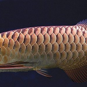 CROSSBACK GOLDEN AROWANA