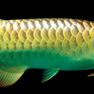 GREEN AROWANA