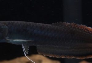 BLACK AROWANA