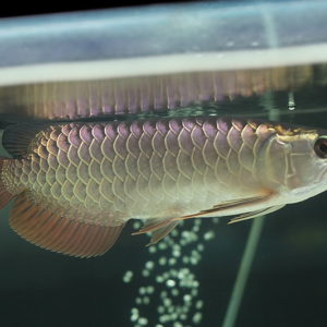 PERAL AROWANA