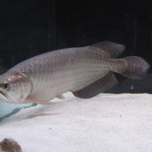 AFRICAN BLACK AROWANA