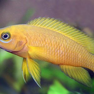 AFRICAN LEMON CICHLID