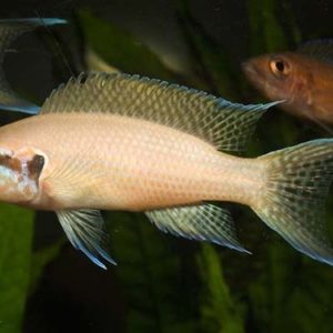 ALBINO BRICARDI CICHLD