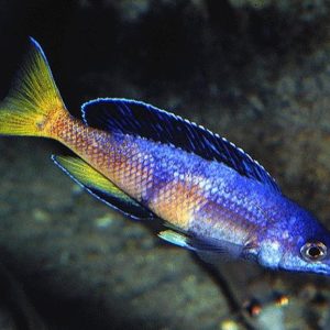 BLACK FINED SLENDER CICHLID