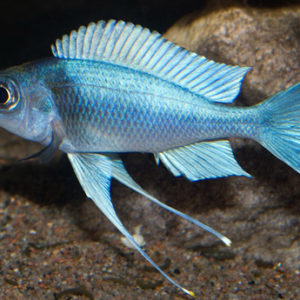 BLUE VENTRALIS