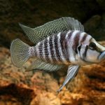 CALVUS