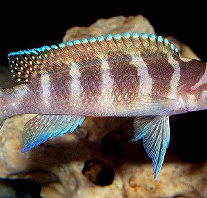 CYLINDRICUS