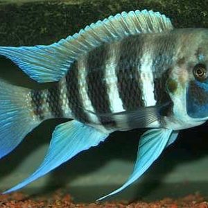 FRONTOSA CICHLID