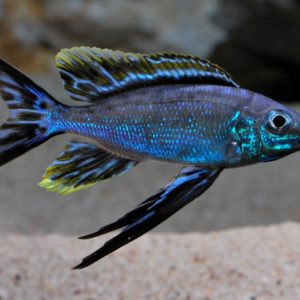 FURCIFER