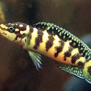 JULIDOCHROMIS TRANSCRIPTUS