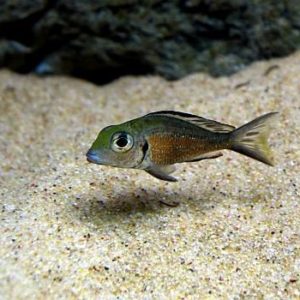 MACROPS - NDOLE RED