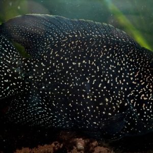 MADAGASCAR CICHLID