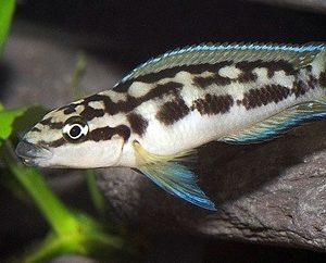 MASKED JULIE CICHLID
