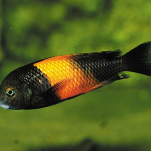 RED BANDED TROPHEUS