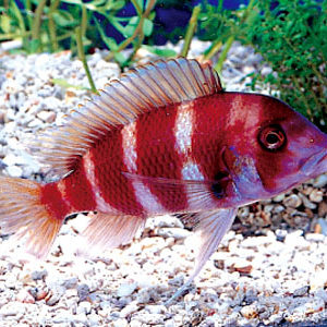 RED FRONTOSA