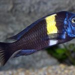TROPHEUS DUBOISI
