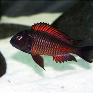 TROPHEUS MOLIRO
