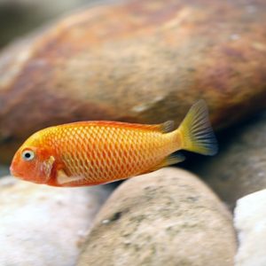 TROPHEUS MORII KARAMBA