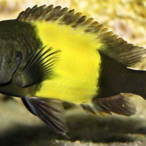YELLOW BANDED TROPHEUS