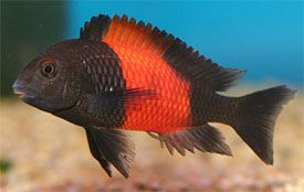 RED BANDED TROPHEUS