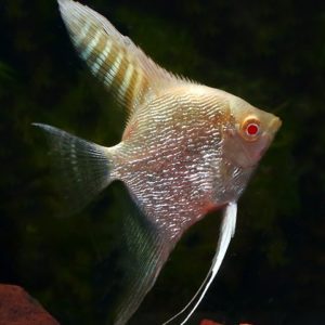 ALBINO RED EYE ANGEL